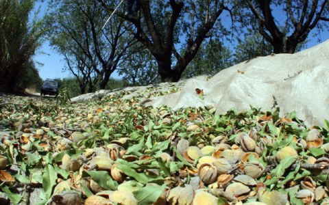 Almond collection