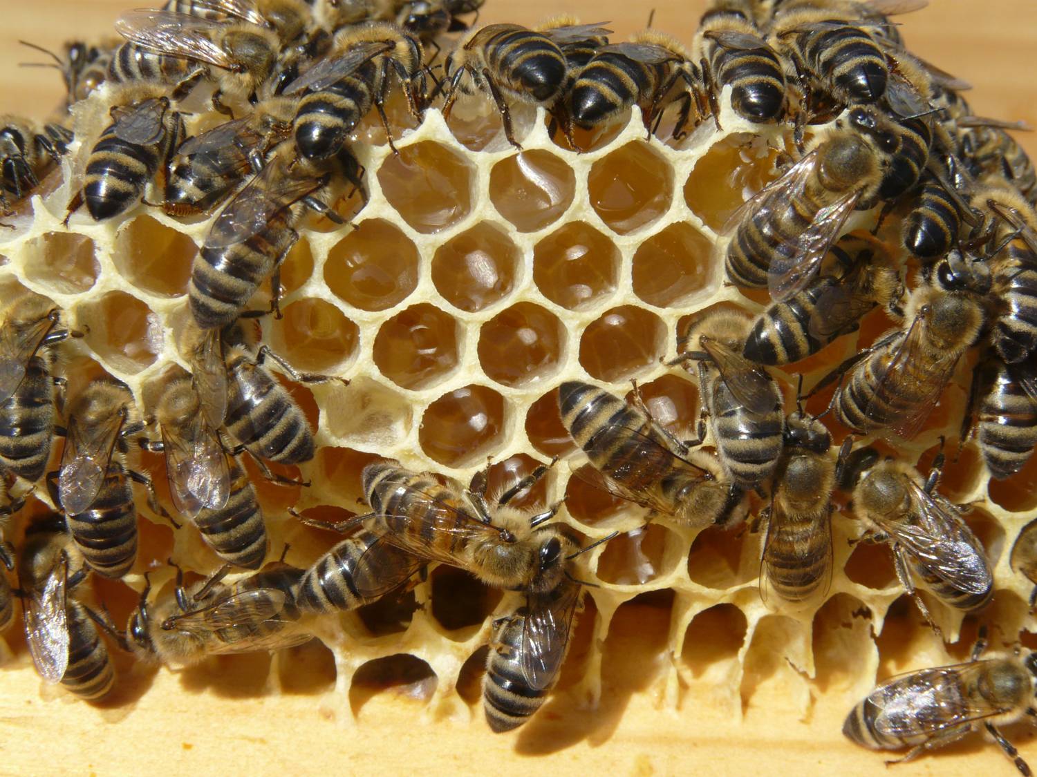 Μελισσοκομία Καλύμνου