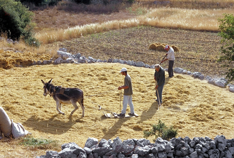 Lentils cultivation in Eglouvi