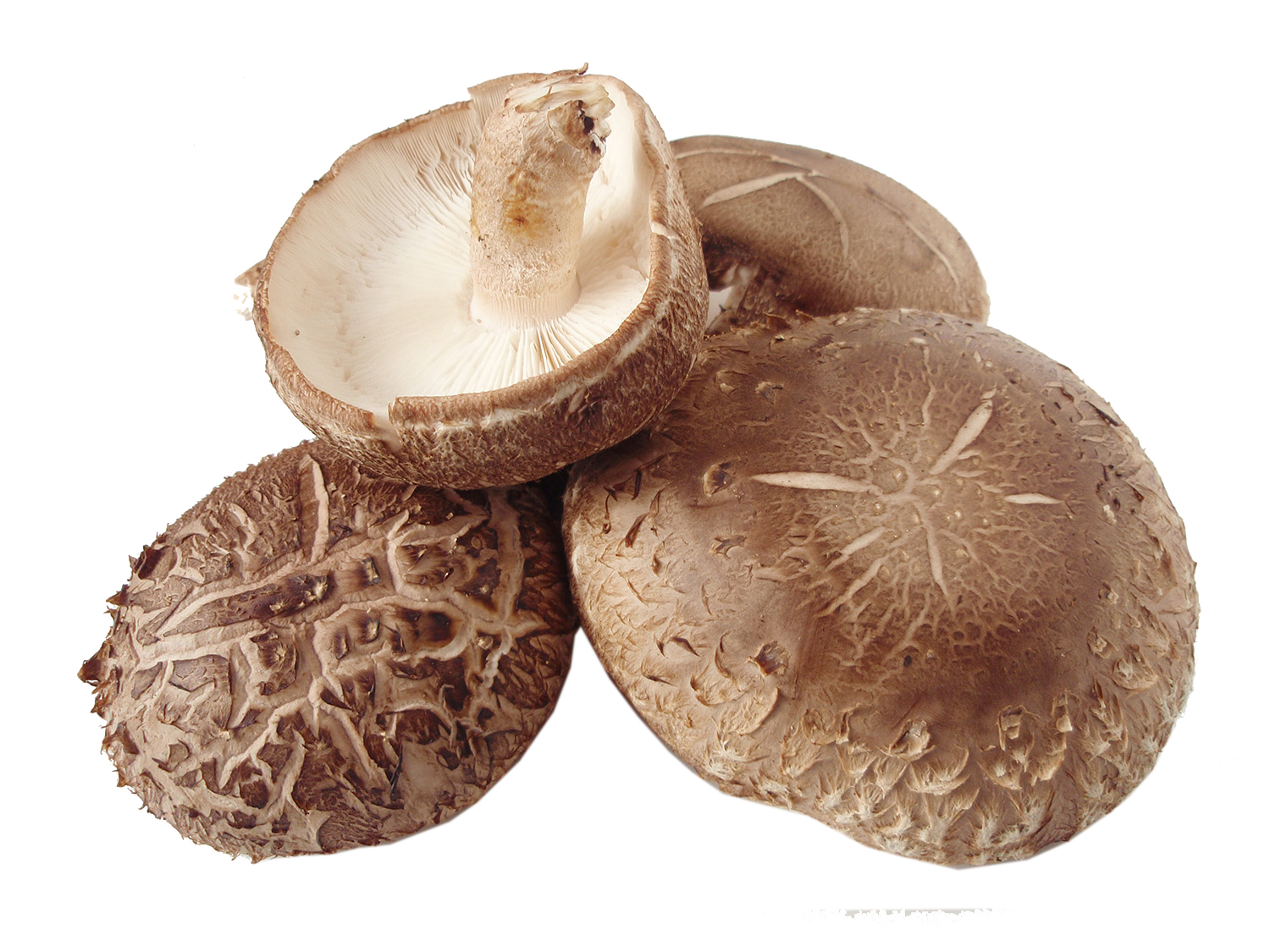 Lentinula (Shiitake) Mushrooms